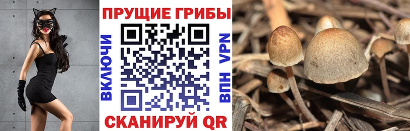 Галлюциногенные грибы Psilocybine cubensis  Перевоз 